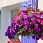 Petunia Garden Layout Ideas