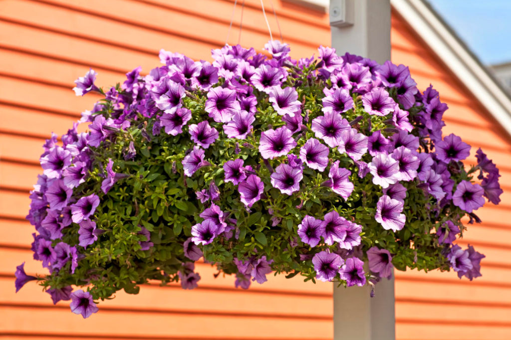 Petunia Garden Layout Ideas Best Landscape Ideas