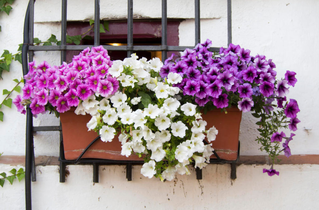 Petunia Garden Layout Ideas - Best Landscape Ideas