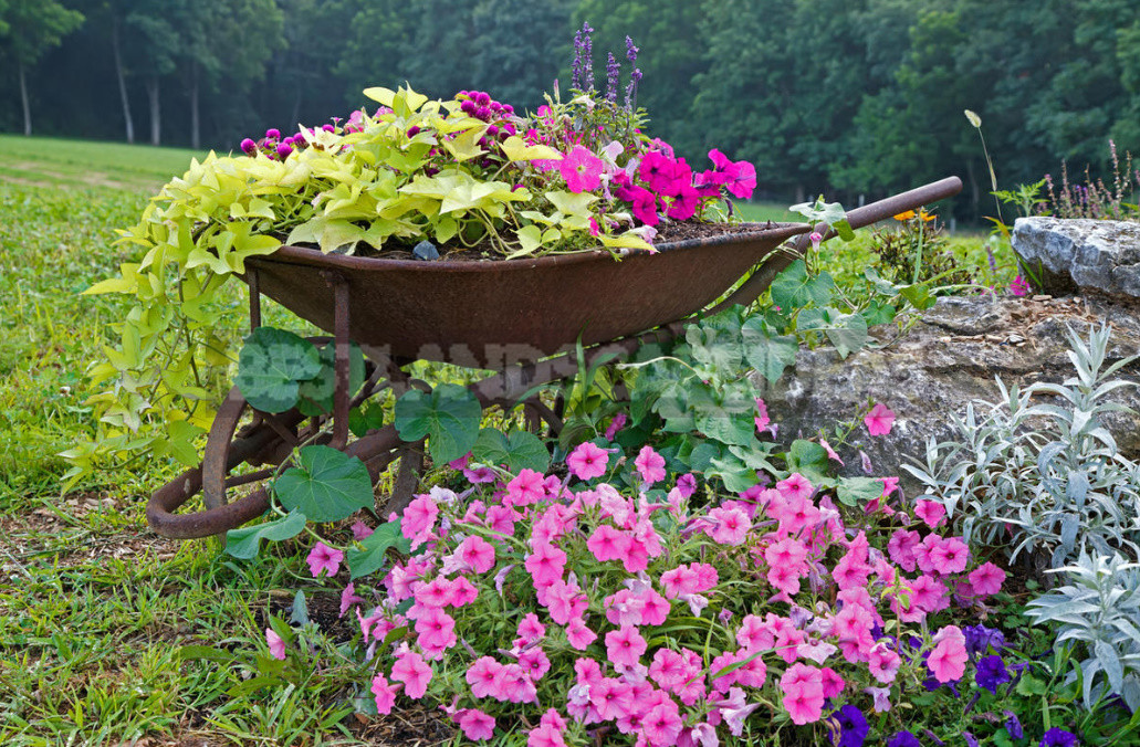 Petunia Garden Layout Ideas