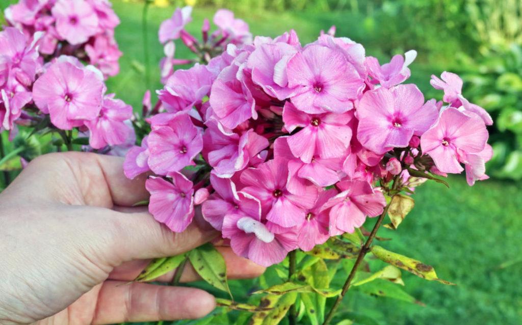 Phlox Disease And Pest Control: How to Do Without Chemicals