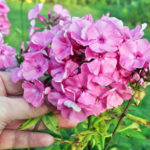 Phlox Disease And Pest Control: How to Do Without Chemicals