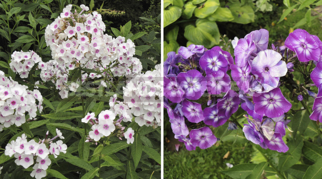 Phlox Disease And Pest Control: How to Do Without Chemicals