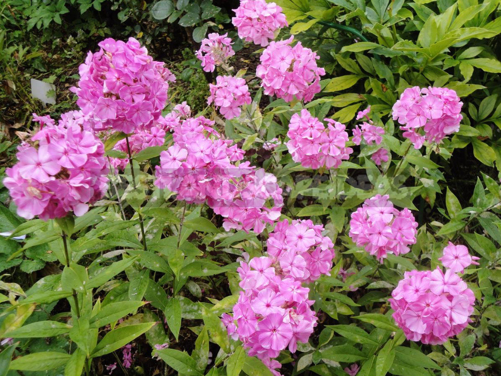 Phlox Disease And Pest Control: How to Do Without Chemicals