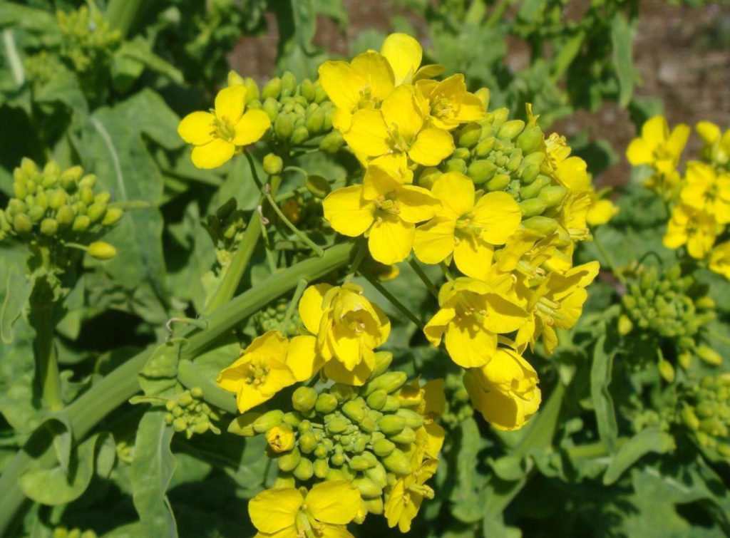 Phlox Disease And Pest Control: How to Do Without Chemicals - Best ...