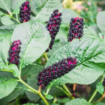 Phytolacca Decandra: What Kind of Plant Is It, How to Grow And Eat