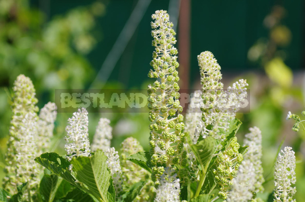 Phytolacca Decandra: What Kind of Plant Is It, How to Grow And Eat