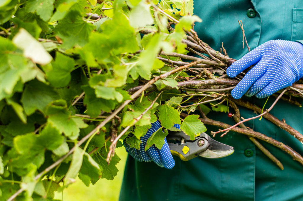 Plants That Need to Be Cut in the Fall
