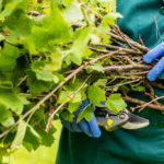 Plants That Need to Be Cut in the Fall