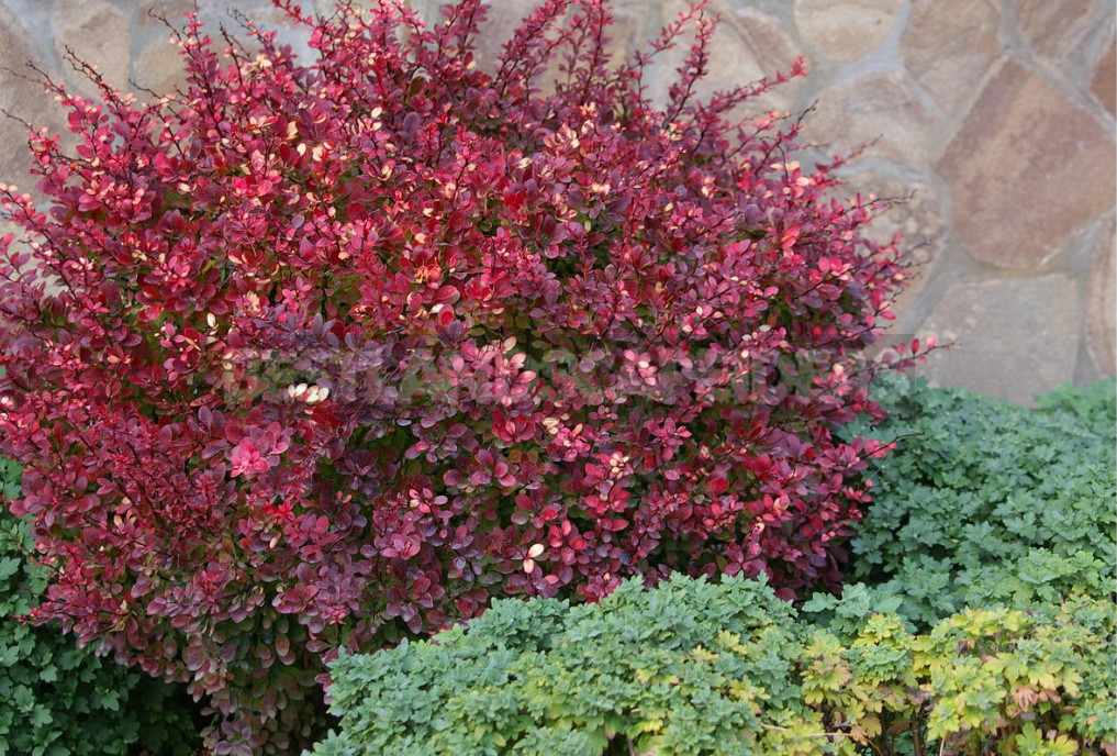 Plants That Need to Be Cut in the Fall