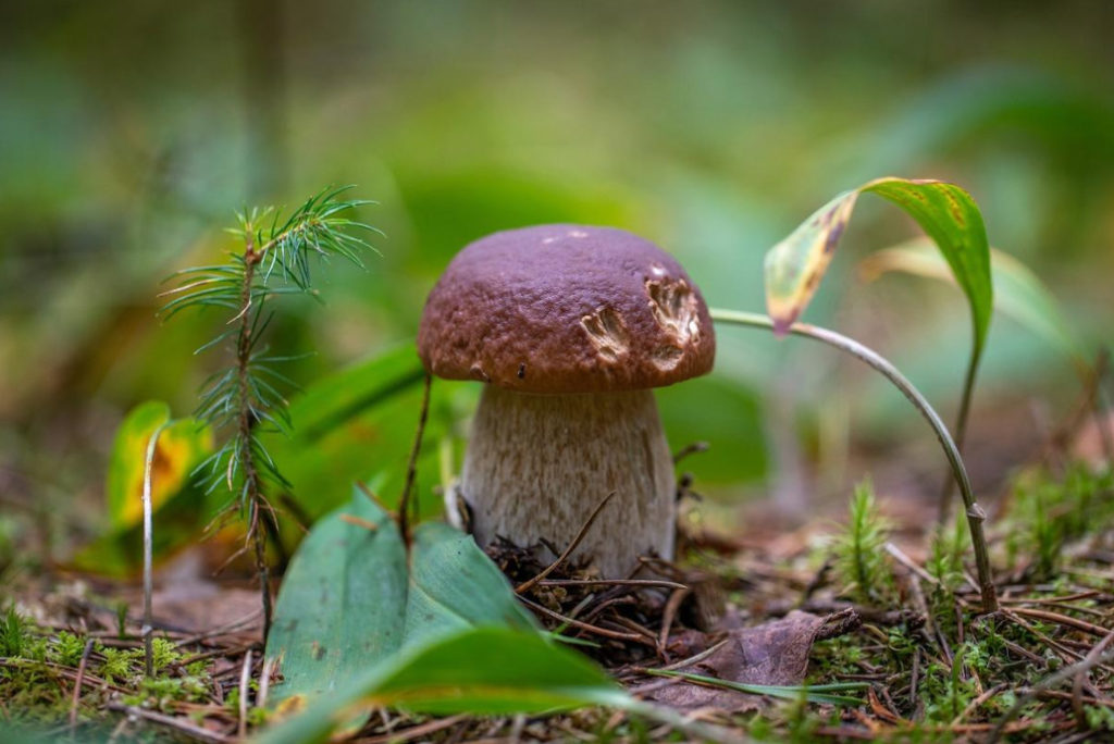 Porcini Mushrooms: Useful Properties And Applications