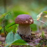 Porcini Mushrooms: Useful Properties And Applications