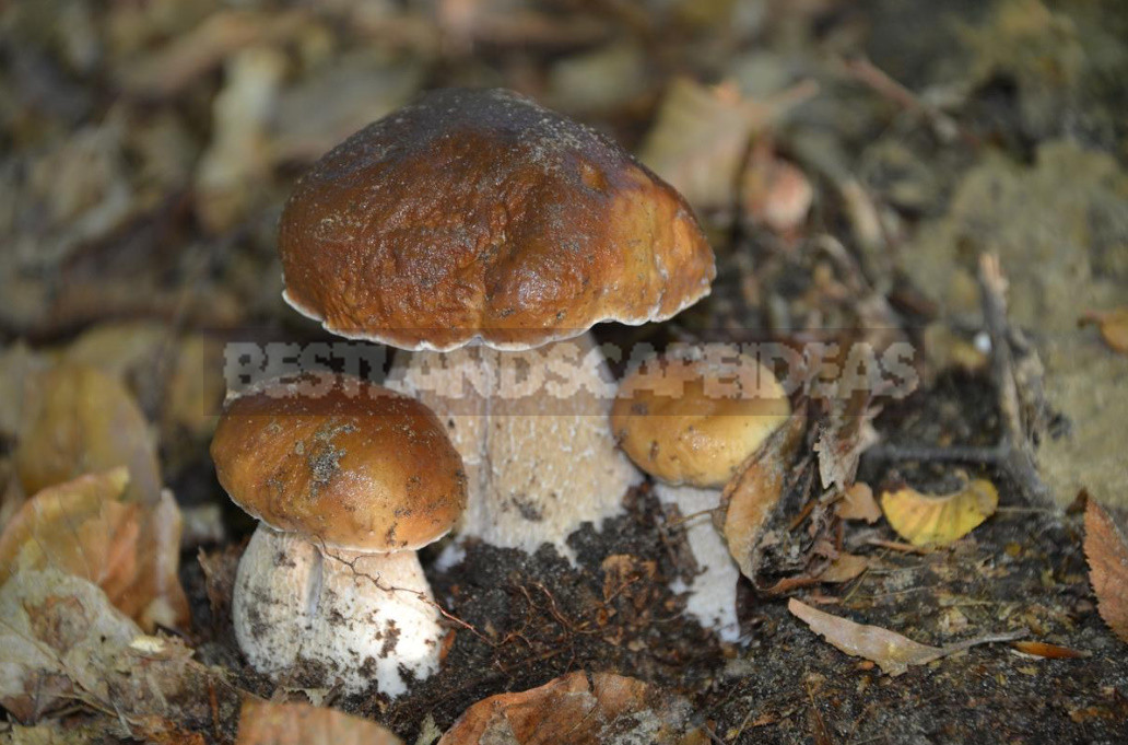 Porcini Mushrooms: Useful Properties And Applications