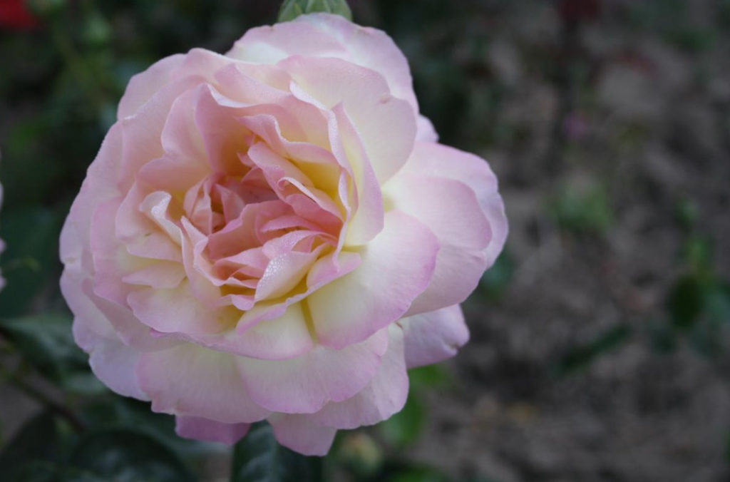 Meilland Roses: French Charm