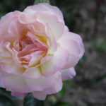 Meilland Roses: French Charm