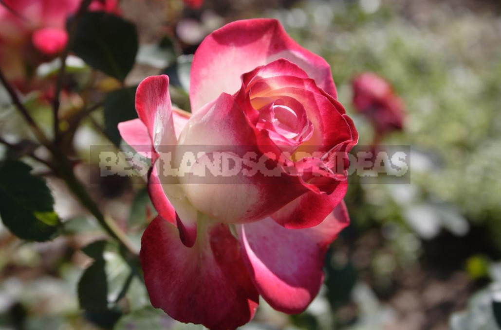 Meilland Roses: French Charm