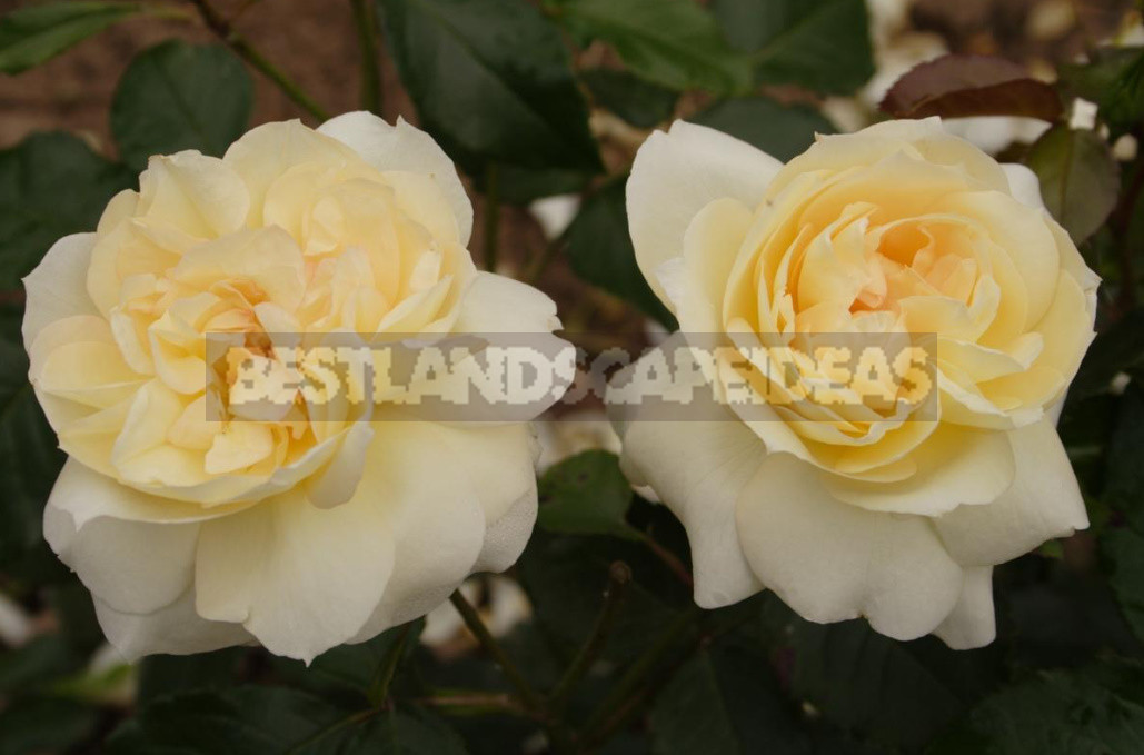 Meilland Roses: French Charm