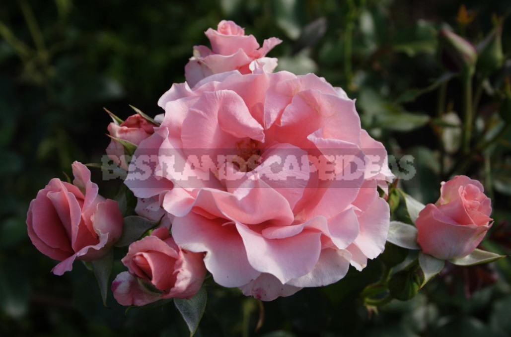 Meilland Roses: French Charm
