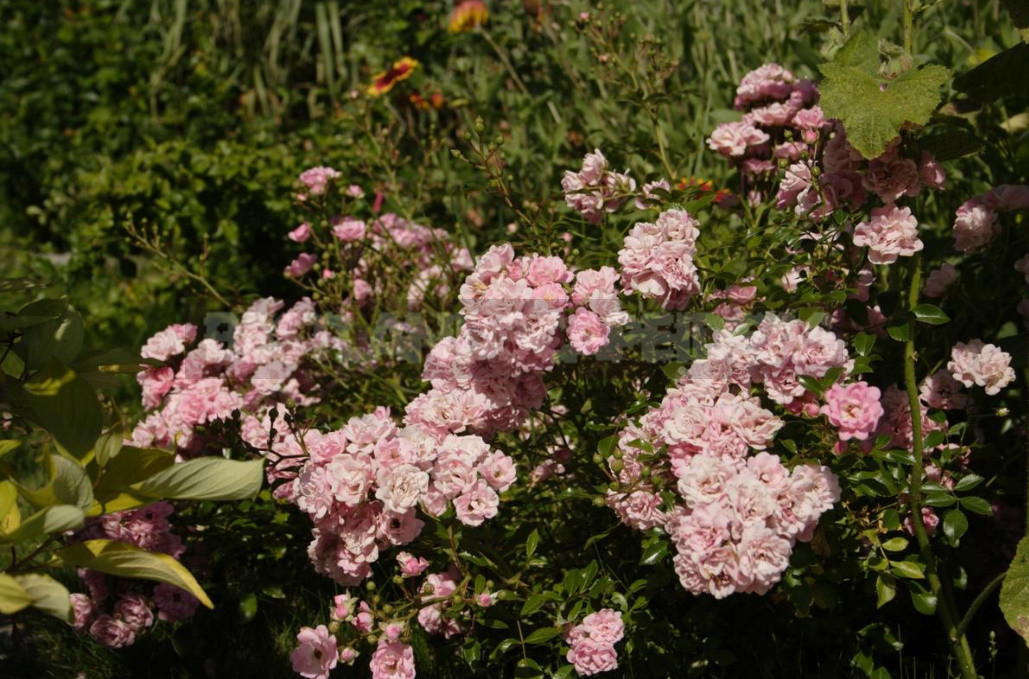 Meilland Roses: French Charm