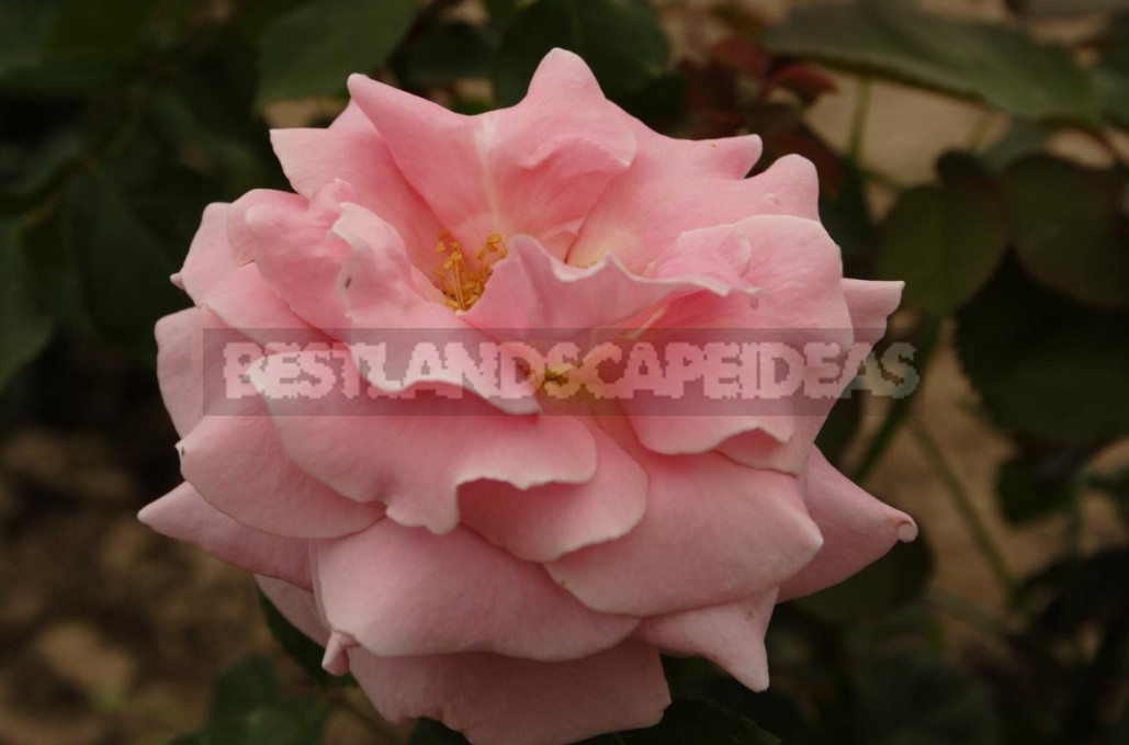 Meilland Roses: French Charm