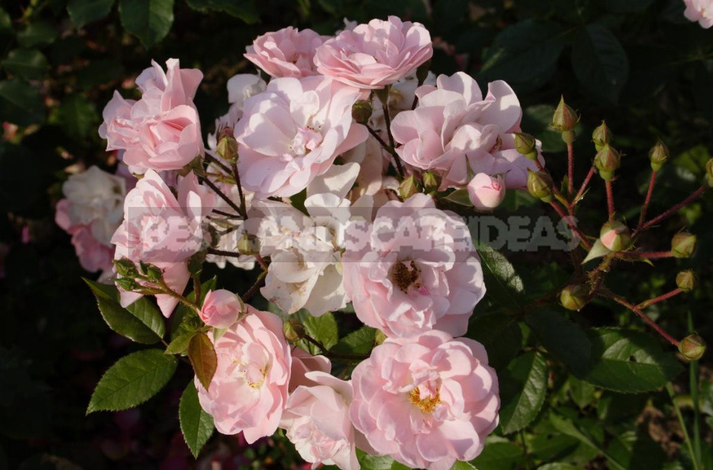 Meilland Roses: French Charm