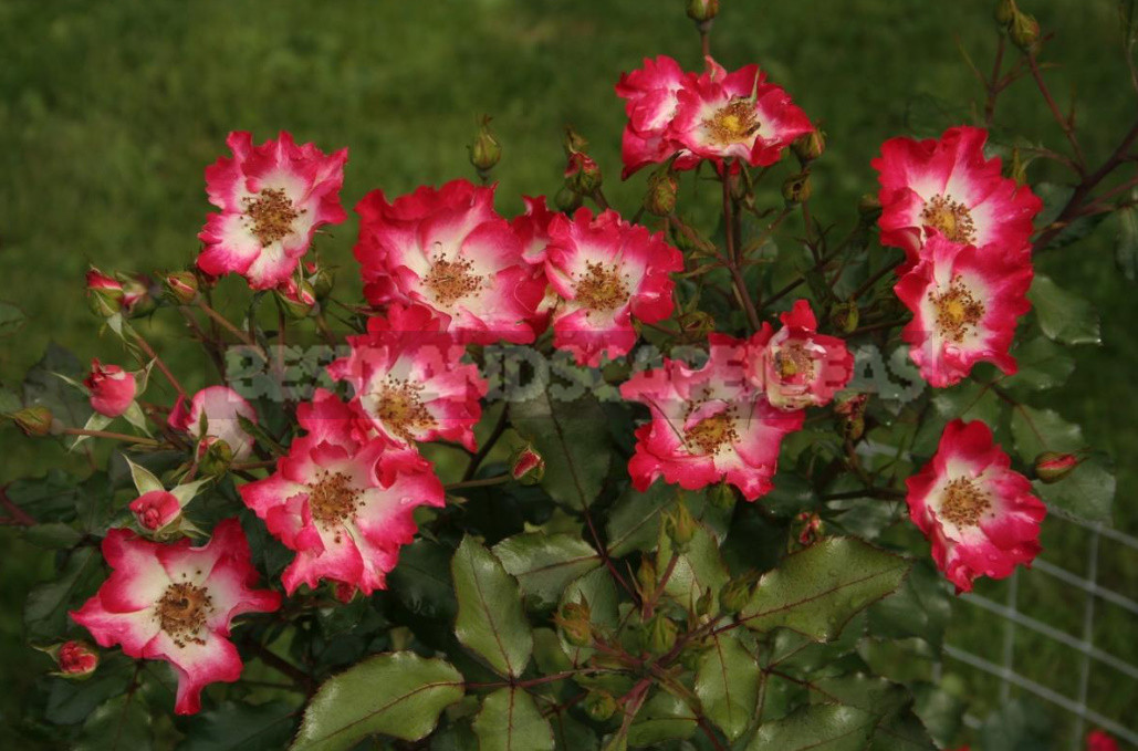 Meilland Roses: French Charm