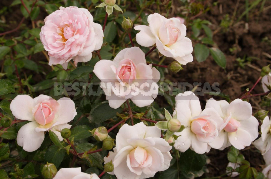 Meilland Roses: French Charm