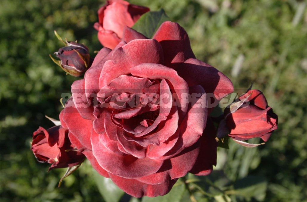 Meilland Roses: French Charm