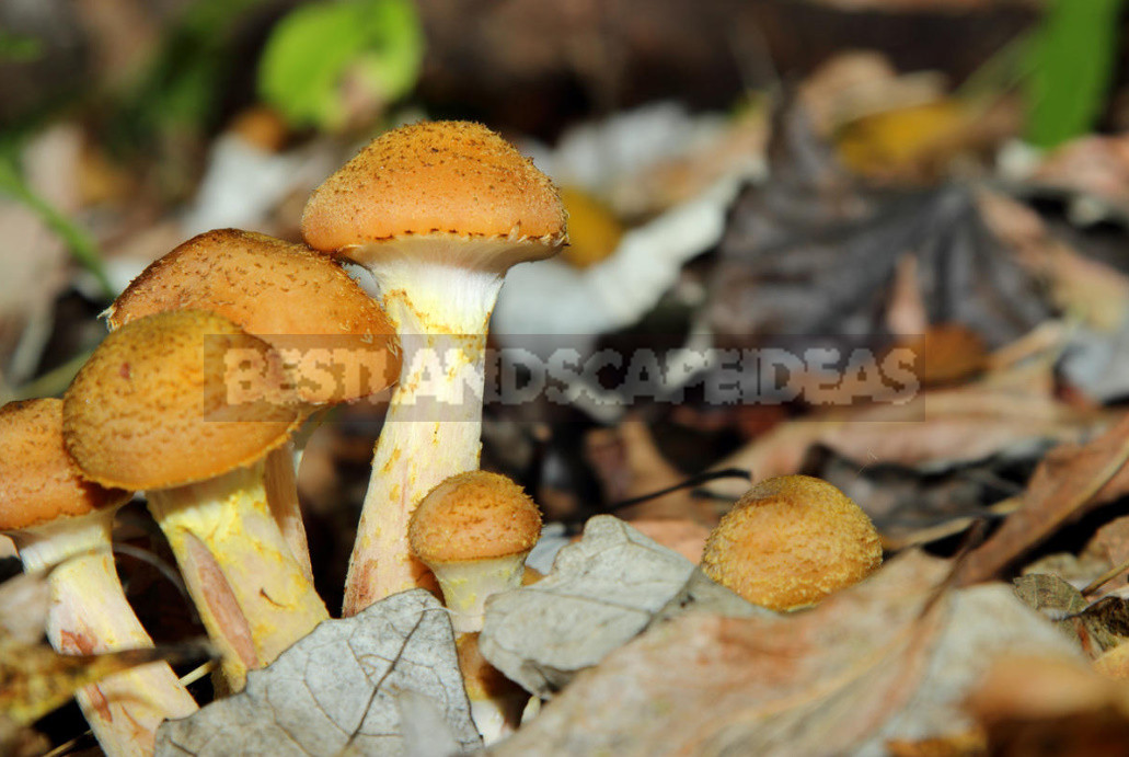 Mushrooms for Salting: Names, Photos, Description, Similarity With Other Species (Part 2)