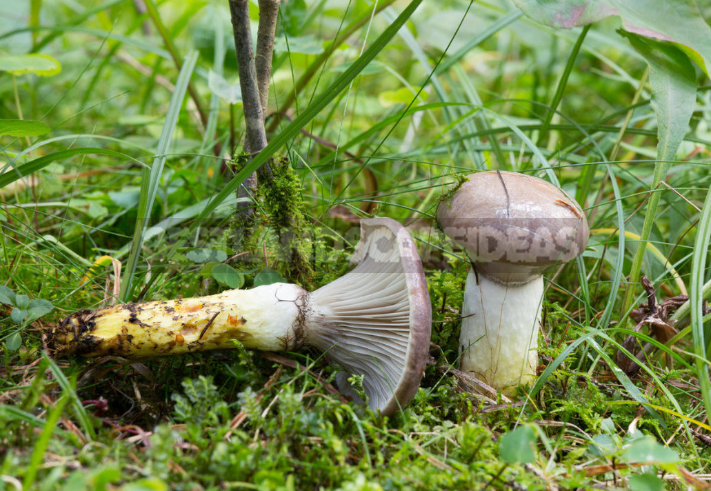 Mushrooms for Salting: Names, Photos, Description, Similarity With Other Species (Part 1)