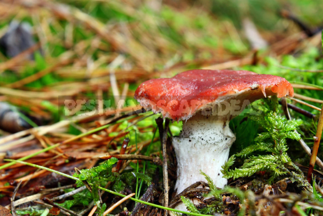 Mushrooms for Salting: Names, Photos, Description, Similarity With Other Species (Part 1)