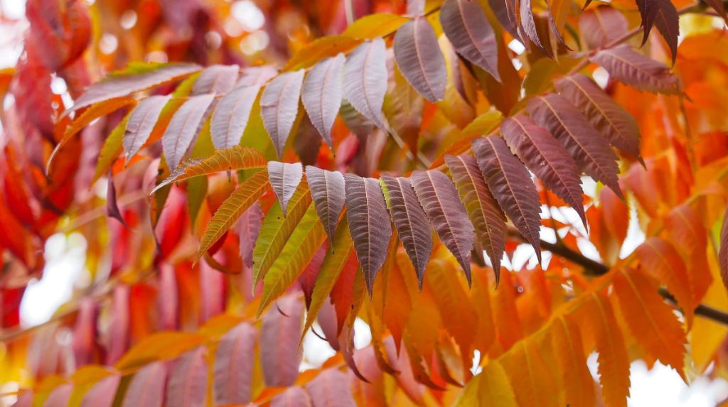 Sumac: Types, Features of Cultivation And Recipes