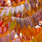 Sumac: Types, Features of Cultivation And Recipes