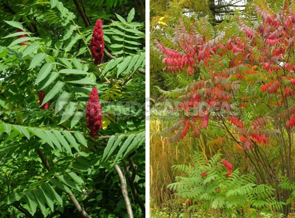 Sumac: Types, Features of Cultivation And Recipes