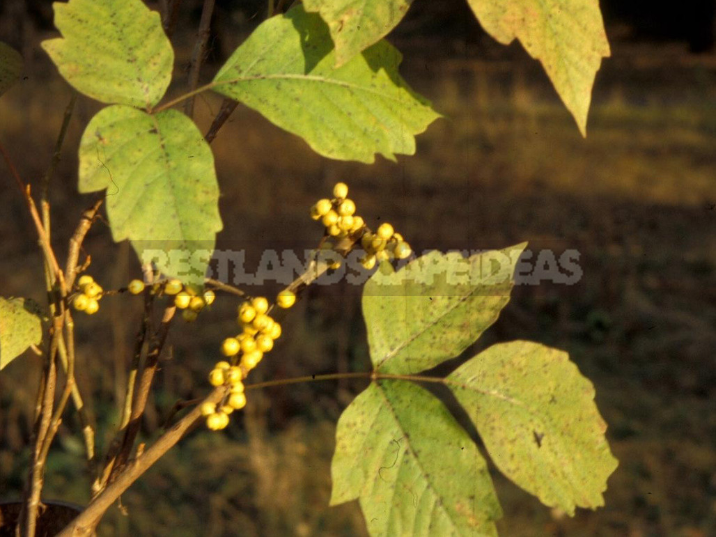 Sumac: Types, Features of Cultivation And Recipes