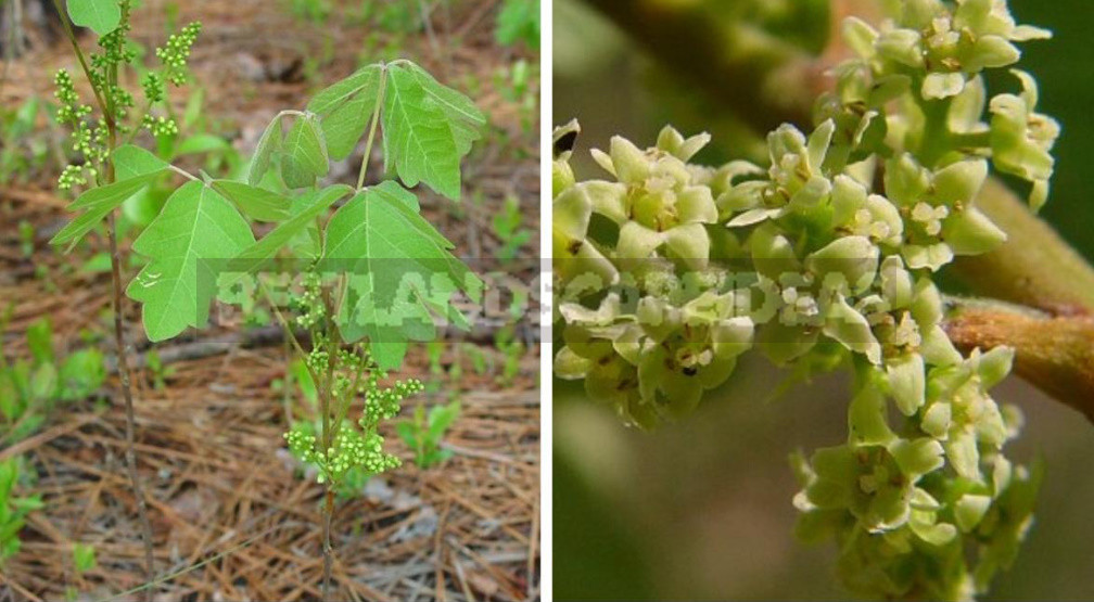 Sumac: Types, Features of Cultivation And Recipes