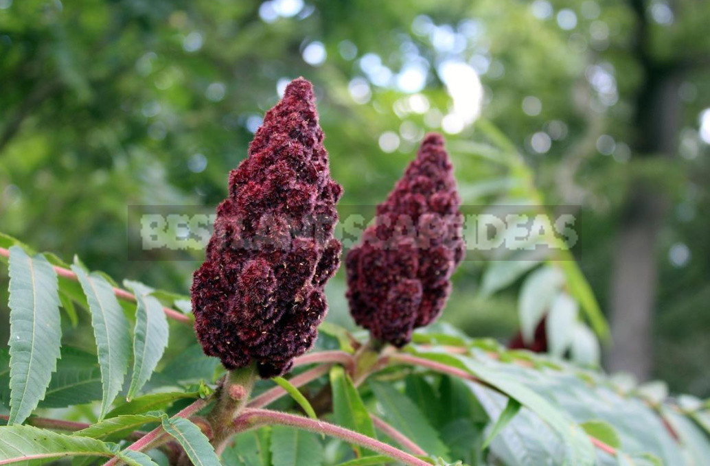 Sumac: Types, Features of Cultivation And Recipes