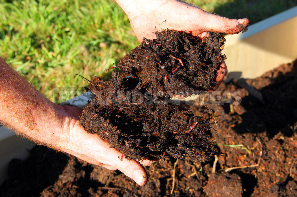 The Most Useful Compost From Fallen Leaves. Cooking Tricks.