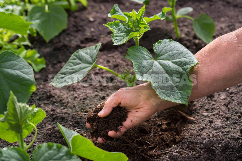 The Most Useful Compost From Fallen Leaves. Cooking Tricks.