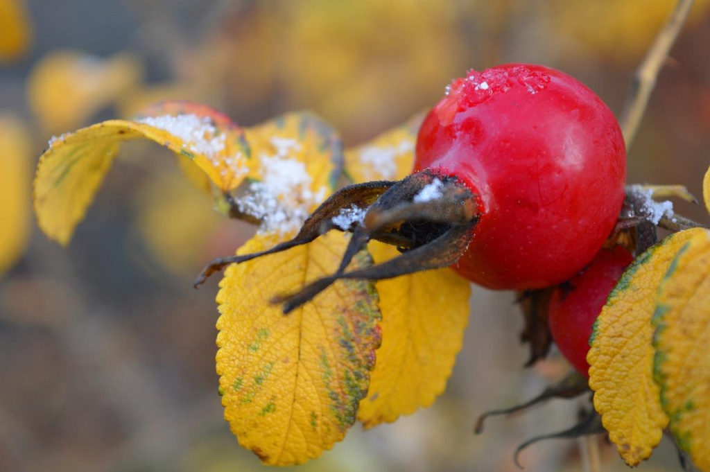 The Benefits And Harm of Wild Rose, Its Healing Properties And Contraindications