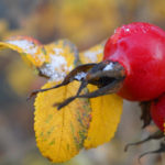 The Benefits And Harm of Wild Rose, Its Healing Properties And Contraindications