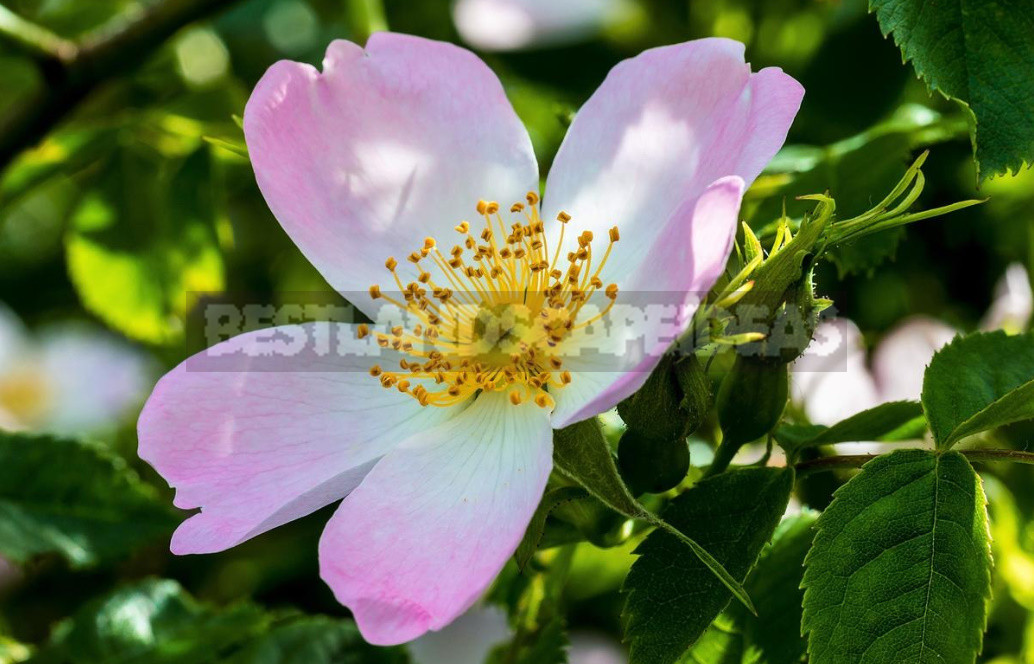 The Benefits And Harm of Wild Rose, Its Healing Properties And Contraindications