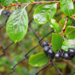Useful Properties of Aronia Melanocarpa And Contraindications to its Use