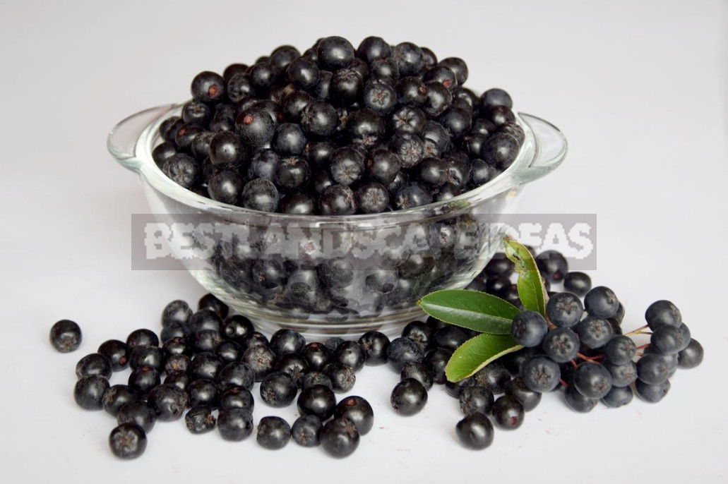 Useful Properties of Aronia Melanocarpa And Contraindications to its Use