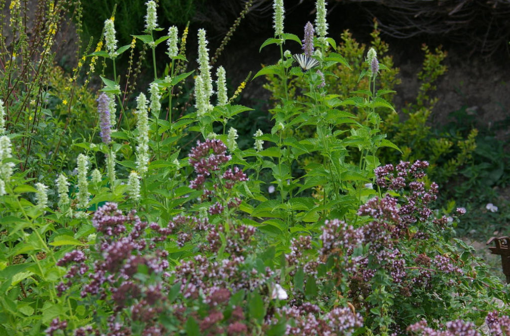What Herbs do Brewers Use to Give the Drink a Special Taste