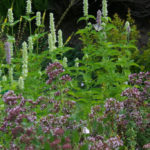 What Herbs do Brewers Use to Give the Drink a Special Taste