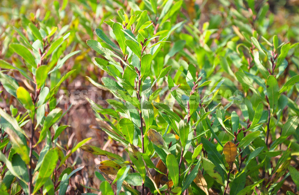 What Herbs do Brewers Use to Give the Drink a Special Taste