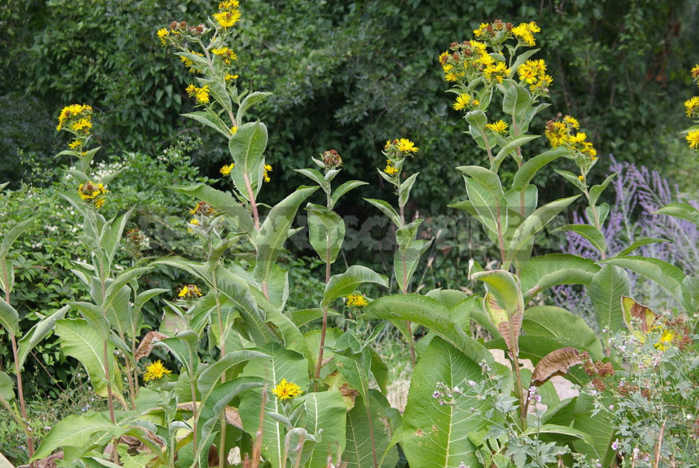 What Herbs do Brewers Use to Give the Drink a Special Taste