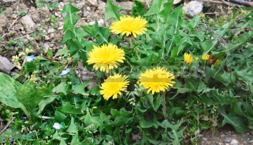 What Herbs do Brewers Use to Give the Drink a Special Taste