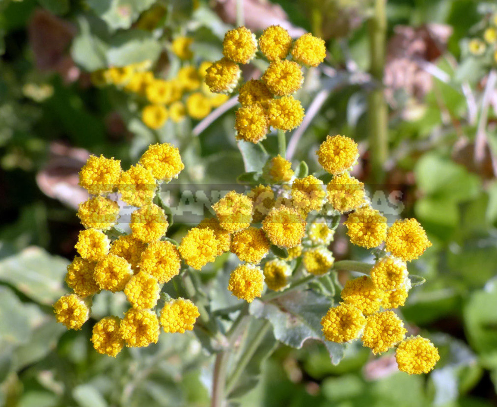 What Herbs do Brewers Use to Give the Drink a Special Taste